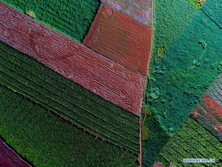 CHINA-YUNNAN-SPRING SCENERY (CN)