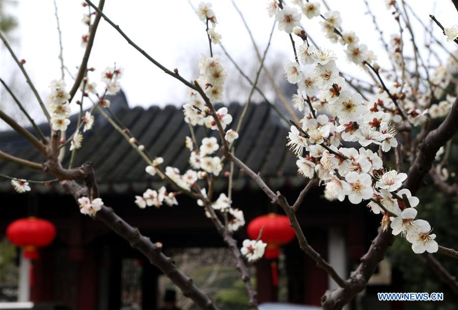 CHINA-SHANGHAI-PLUM BLOSSOMS (CN)