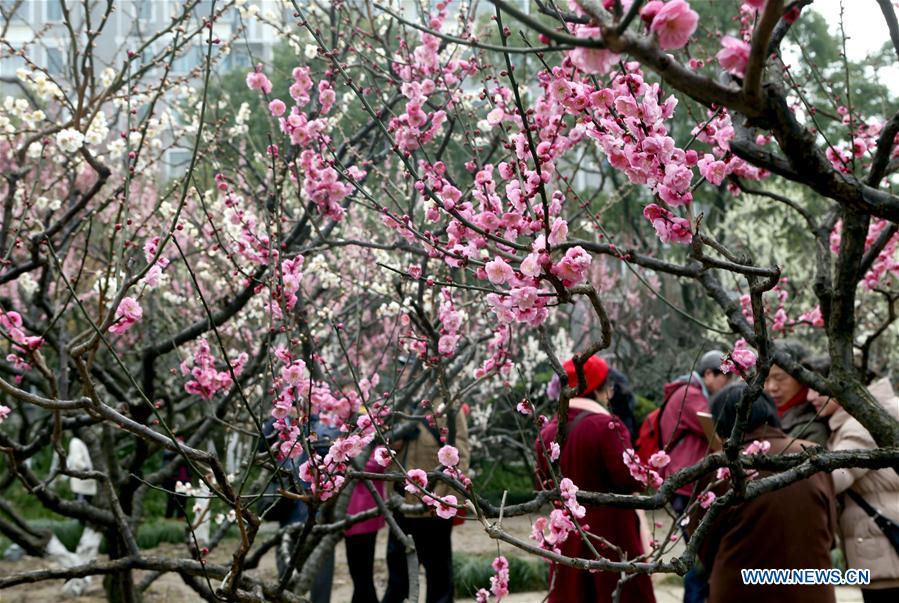 CHINA-SHANGHAI-PLUM BLOSSOMS (CN)