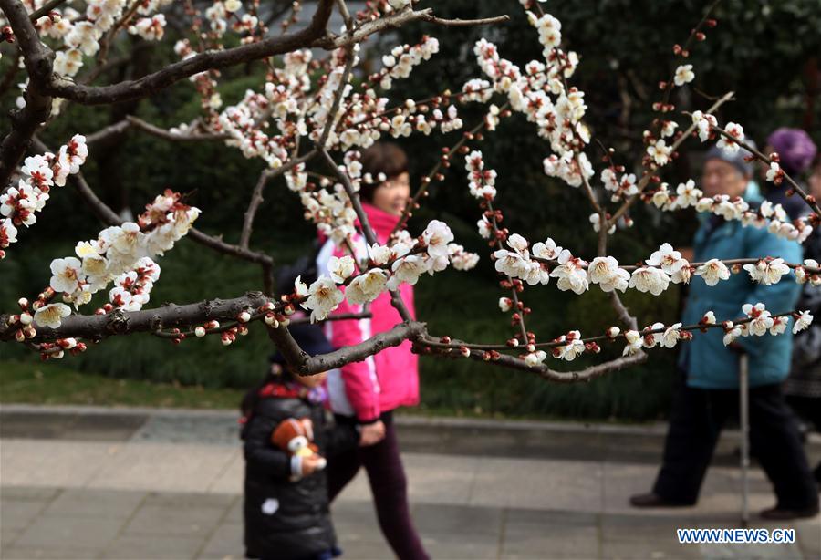 CHINA-SHANGHAI-PLUM BLOSSOMS (CN)
