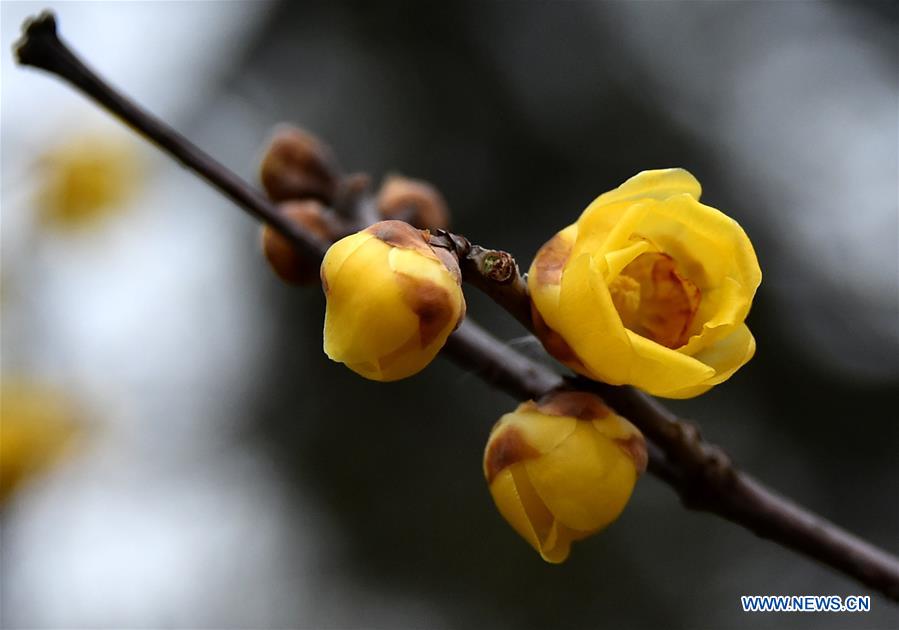 CHINA-JINAN-PLUM-BLOSSOM (CN)
