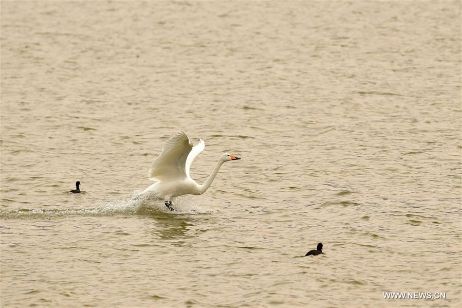 Migratory swans came from the Siberia in winter in the Sanmenxia Yellow River wetland. 