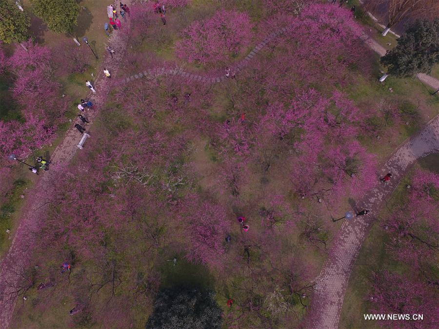 Photo taken on Feb. 9, 2017 shows plum blossoms in Juzizhou Scenic Spot in Changsha, capital of central China's Hunan Province.