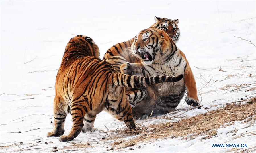 CHINA-HARBIN-SIBERIAN TIGER-GAINING WEIGHT (CN)