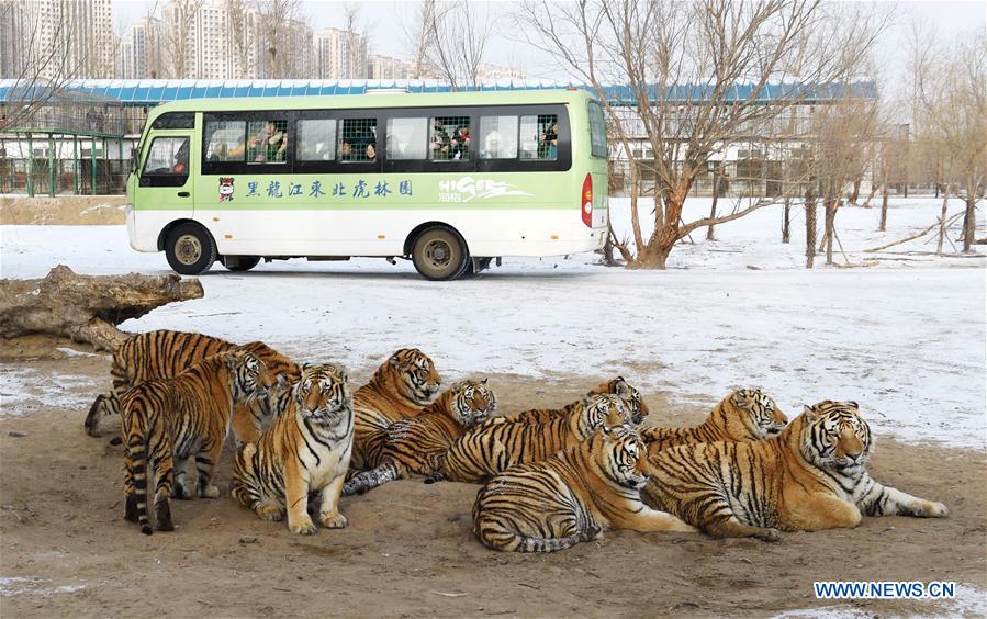 CHINA-HARBIN-SIBERIAN TIGER-GAINING WEIGHT (CN)