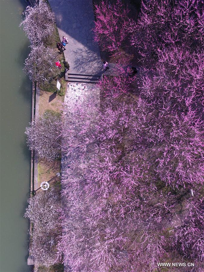 #CHINA-PLUM BLOSSOMS-SPRING (CN)