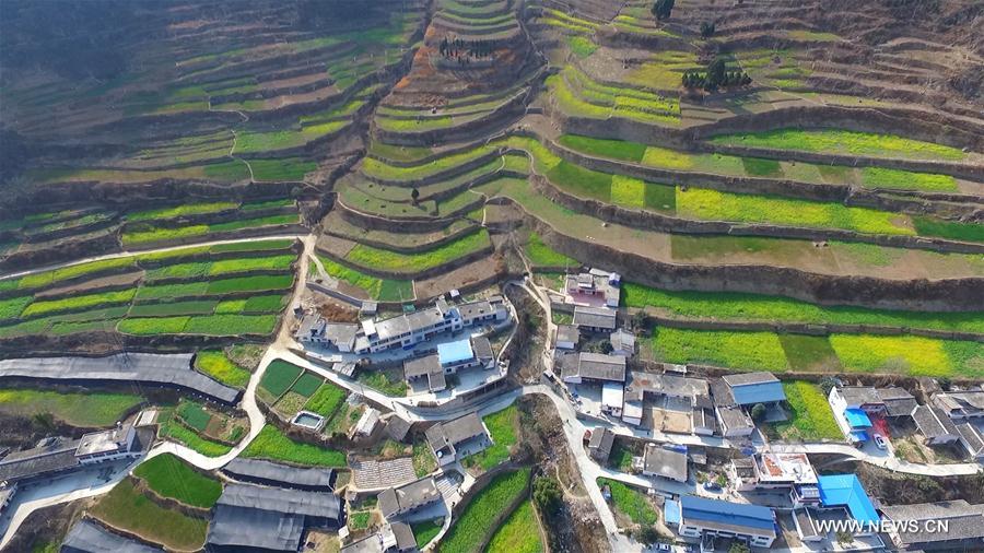 Aerial photo taken on Feb. 12, 2017 shows cole flower fields near the bank of Bikou Reservoir in Longnan, northwest China's Gansu Province