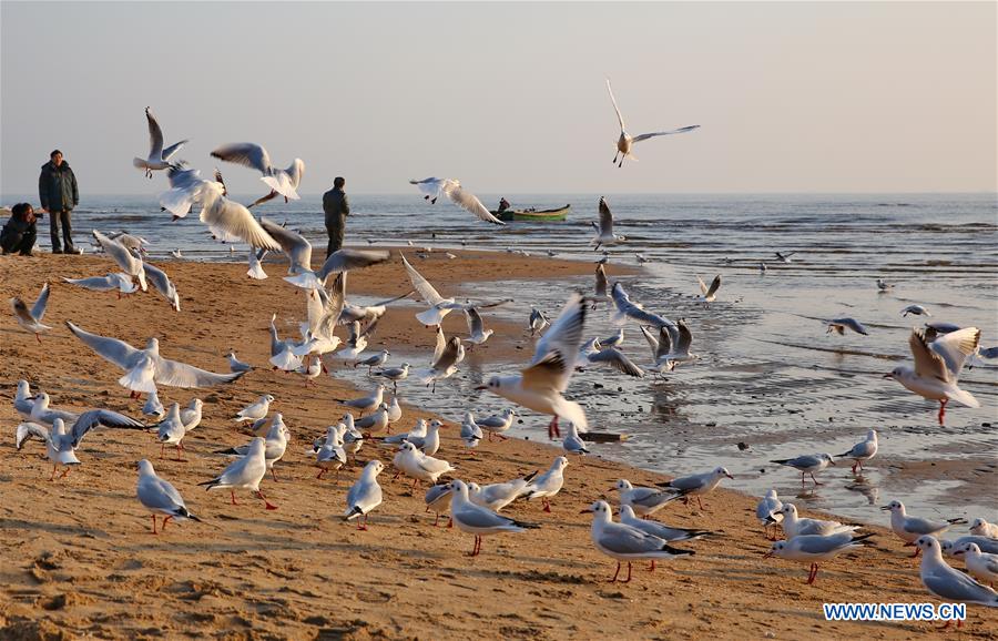 CHINA-HEBEI-SEAGULL (CN)