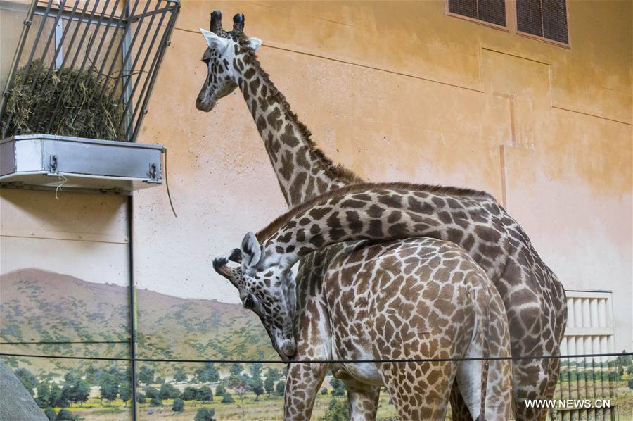 CANADA-TORONTO-VALENTINE'S DAY