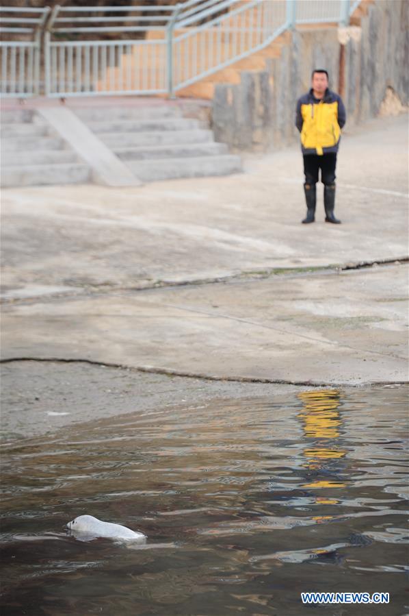 A newborn spotted seal cub is seen at the Dongpaotai Scenic Area in Yantai, east China's Shandong Province, Feb. 14, 2017. A female spotted seal cub named Lan Lan was born here on Feb. 3. A newborn spotted seal cub is seen at the Dongpaotai Scenic Area in Yantai, east China's Shandong Province, Feb. 14, 2017. A female spotted seal cub named Lan Lan was born here on Feb. 3.