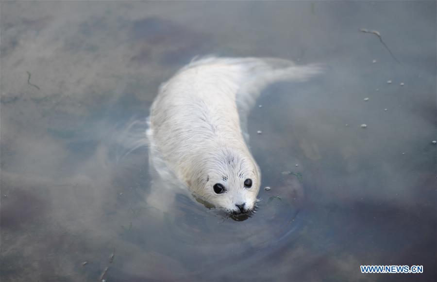 A newborn spotted seal cub is seen at the Dongpaotai Scenic Area in Yantai, east China's Shandong Province, Feb. 14, 2017. A female spotted seal cub named Lan Lan was born here on Feb. 3. A newborn spotted seal cub is seen at the Dongpaotai Scenic Area in Yantai, east China's Shandong Province, Feb. 14, 2017. A female spotted seal cub named Lan Lan was born here on Feb. 3.