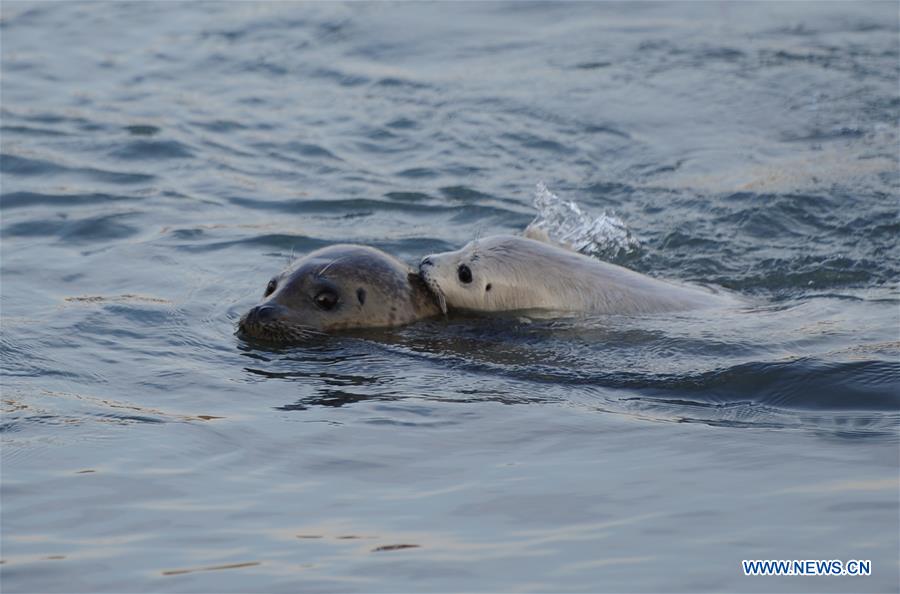 A newborn spotted seal cub is seen with her mother at the Dongpaotai Scenic Area in Yantai, east China's Shandong Province, Feb. 14, 2017. A female spotted seal cub named Lan Lan was born here on Feb. 3.