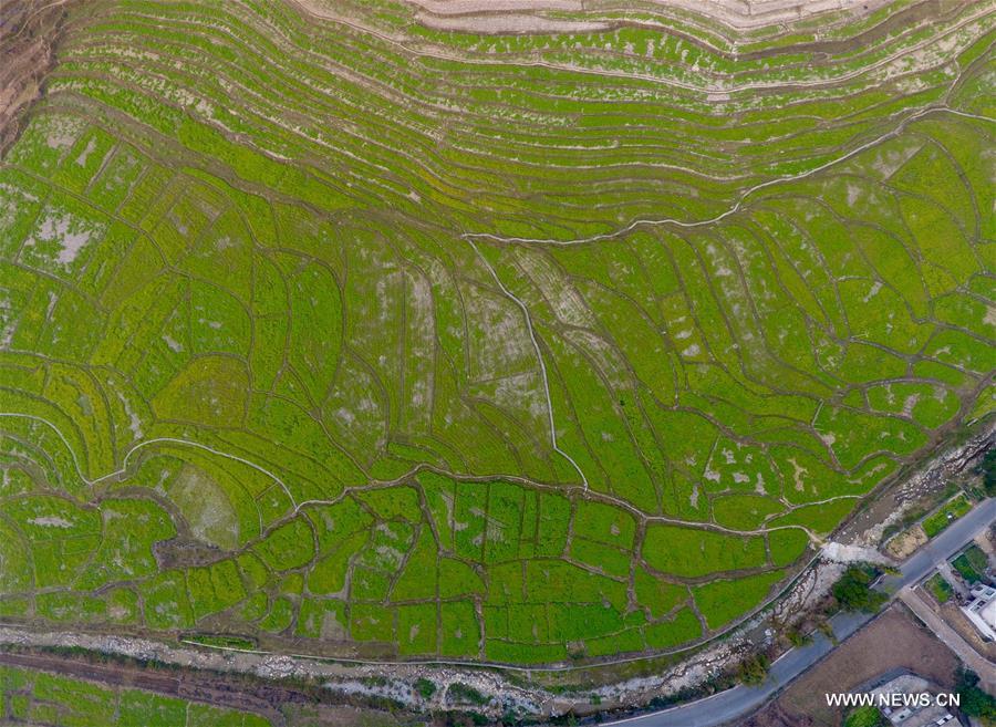Photo taken on Feb. 15, 2017 shows the spring scenery at Shuangfu Village in Duyang Township under Dahua Yao Autonomous County, south China's Guangxi Zhuang Autonomous Region. (Xinhua/Huang Xiaobang) Photo taken on Feb. 15, 2017 shows the spring scenery at Shuangfu Village in Duyang Township under Dahua Yao Autonomous County, south China's Guangxi Zhuang Autonomous Region. (Xinhua/Huang Xiaobang)