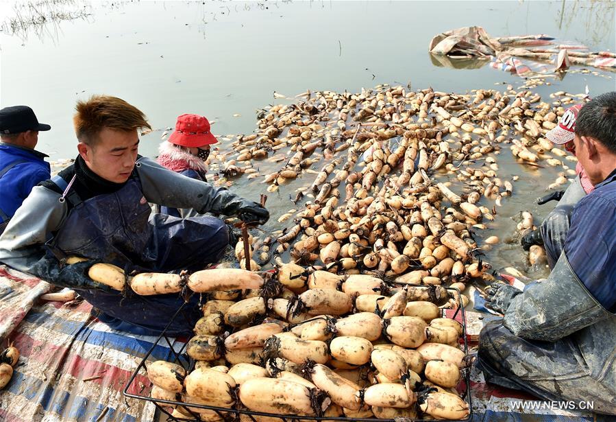 Local people started the laborious work to collect lotus roots recently as the harvest season came.