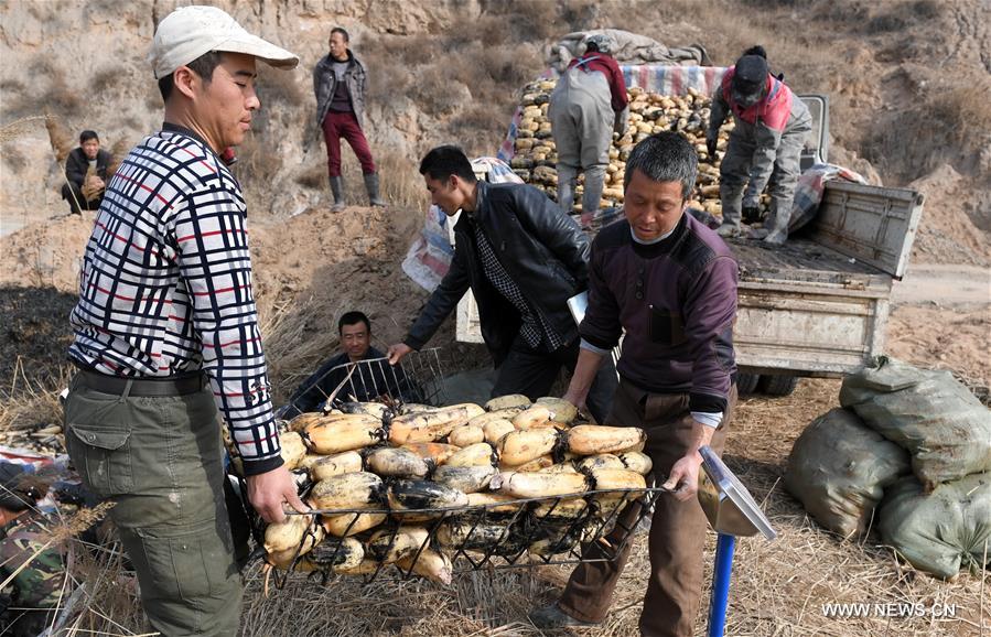 Local people started the laborious work to collect lotus roots recently as the harvest season came.