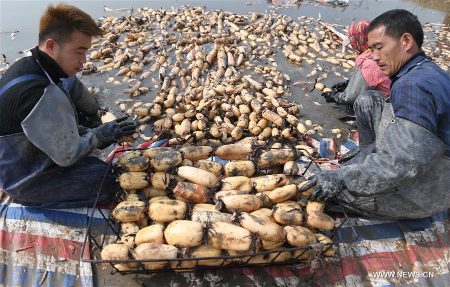 Local people started the laborious work to collect lotus roots recently as the harvest season came.