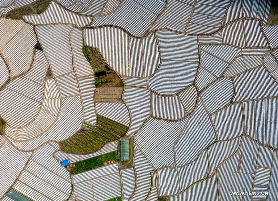 Aerial photo taken on Feb. 15, 2017 shows the fields covered by plastic films in Bantuan Village, Luocheng County, south China's Guangxi Zhuang Autonomous Region