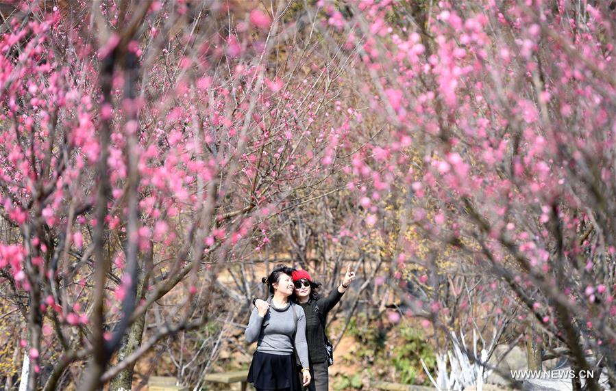 Tourists view plum blossoms at Taiyanggu scenic spot in Nanchang, capital of east China's Jiangxi Province, Feb. 16, 2017. (Xinhua/Wan Xiang)