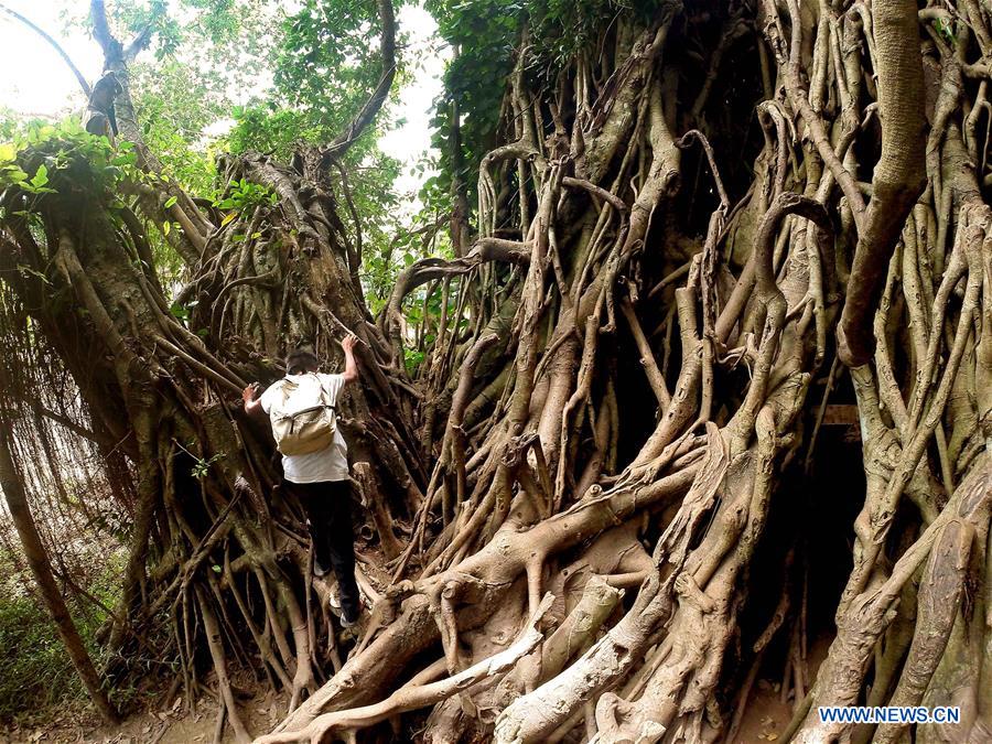 THE PHILIPPINES-AURORA PROVINCE-BALETE TREE