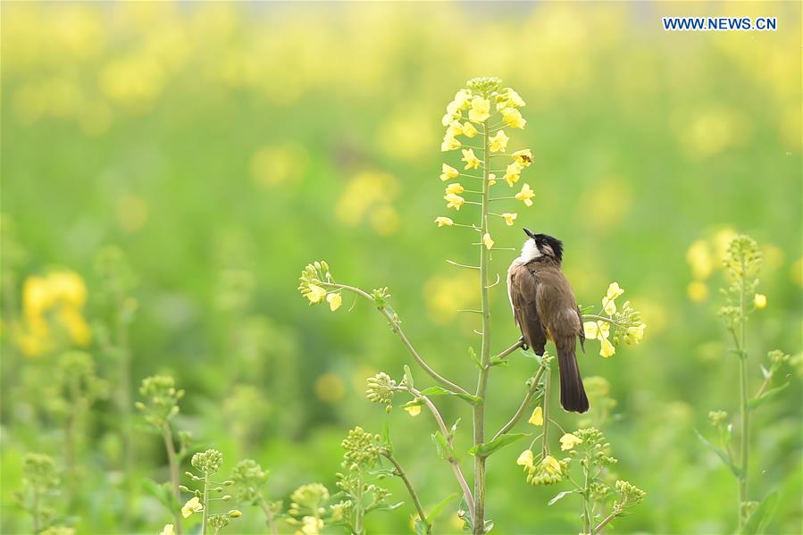 #CHINA-GUIZHOU-SPRING-SCENERY (CN)