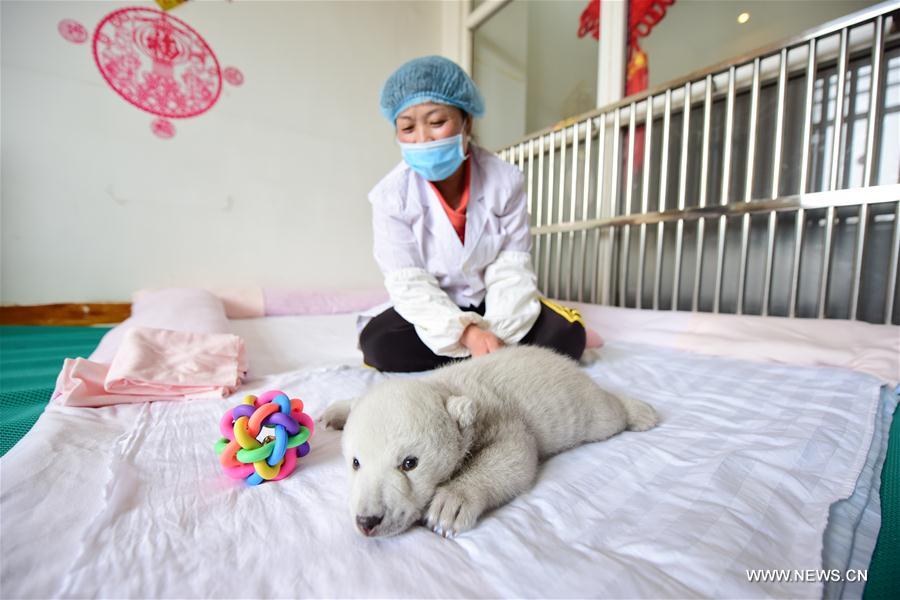 #CHINA-SHANDONG-POLAR BEAR CUB(CN)