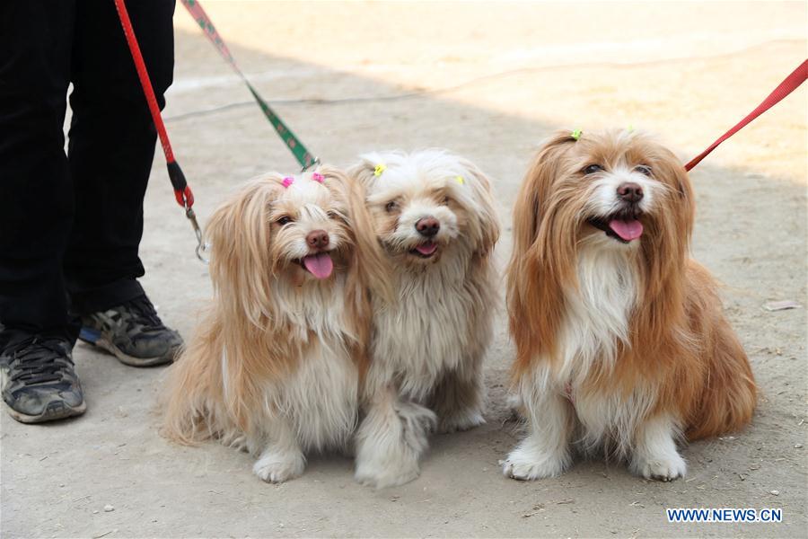 NEPAL-KATHMANDU-DOG SHOW