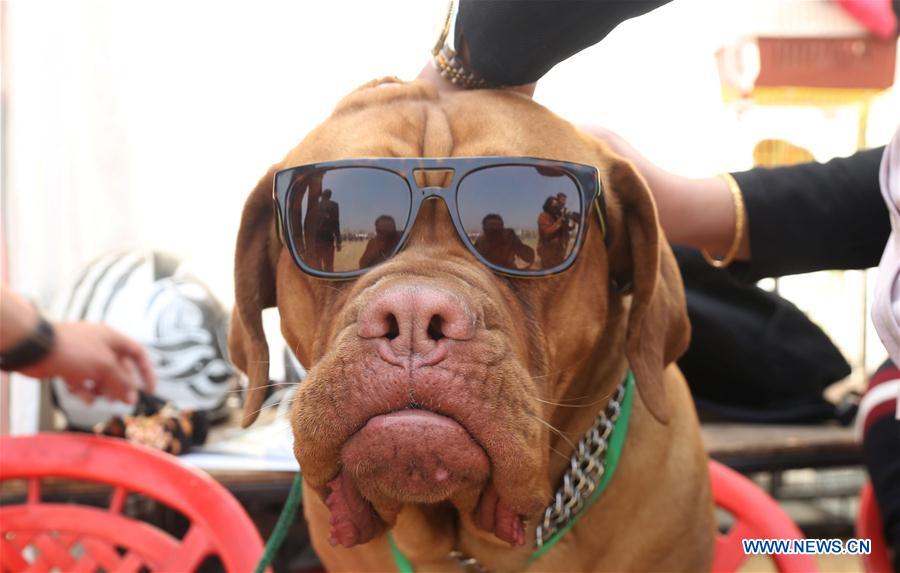 NEPAL-KATHMANDU-DOG SHOW