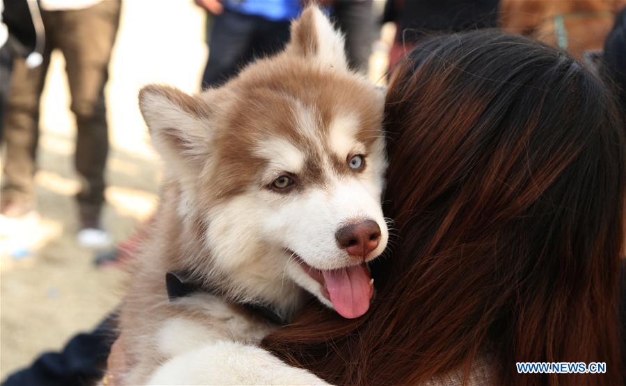 NEPAL-KATHMANDU-DOG SHOW