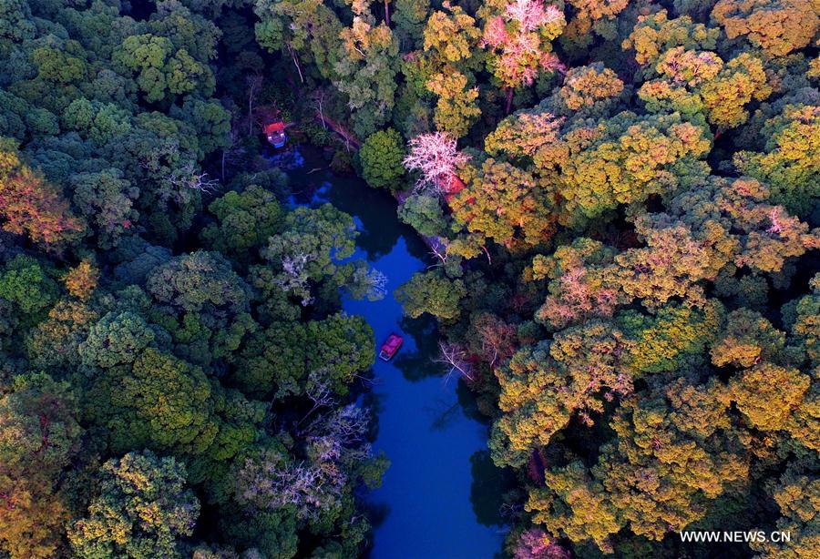 Photo taken on Feb. 18, 2017 shows spring scenery of the Sanyuan National Forest Park in Sanming City, southeast China's Fujian Province.