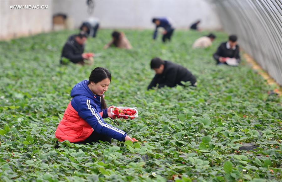 CHINA-HEBEI-FARM-ECONOMY (CN)