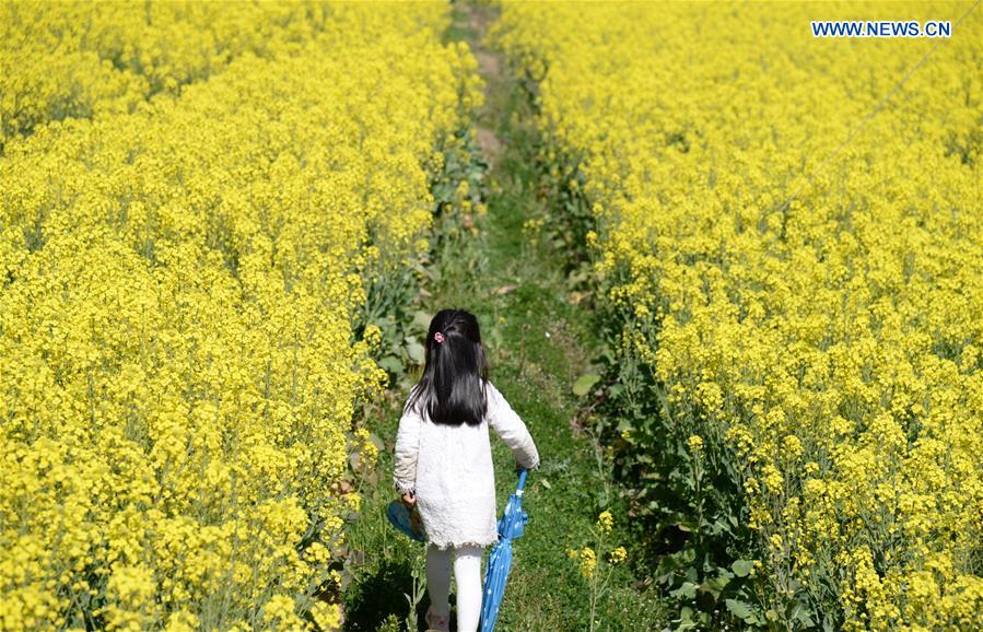 CHINA-YUNNAN-RAPE FLOWER(CN)