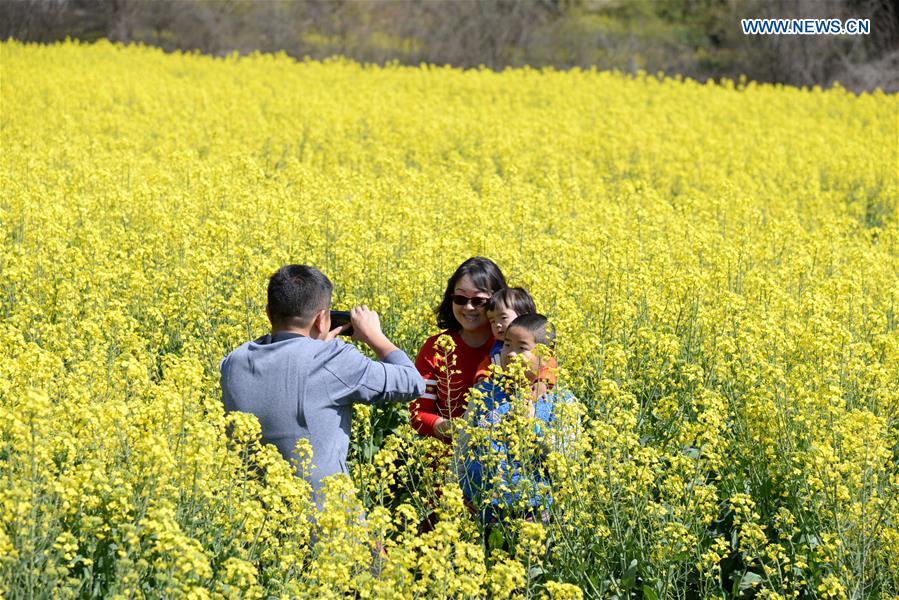 CHINA-YUNNAN-RAPE FLOWER(CN)