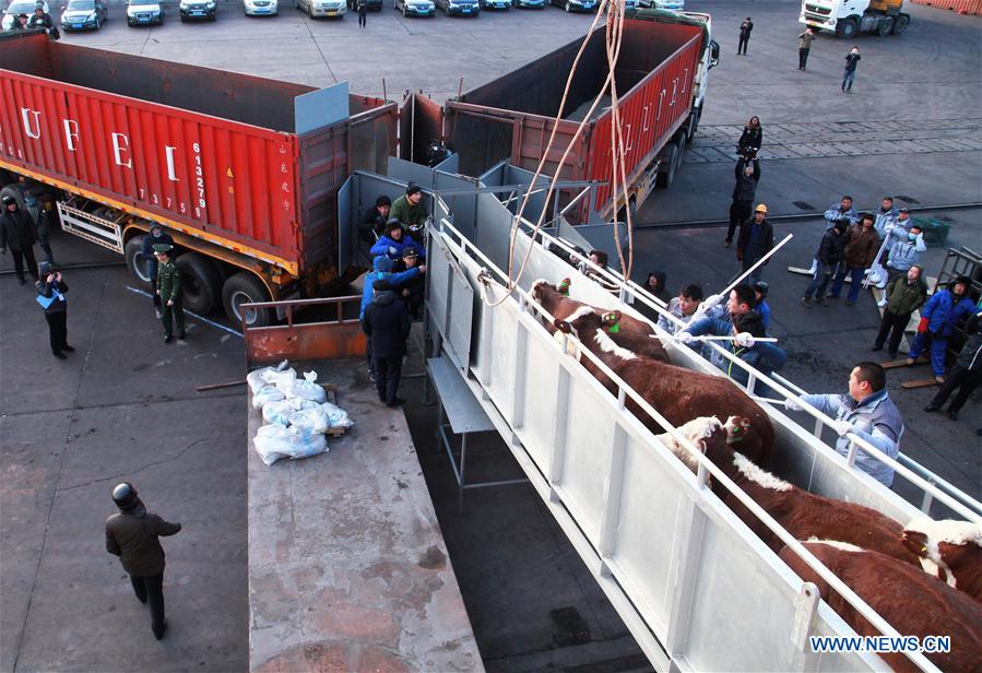 CHINA-SHANDONG-BEEF CATTLE-ARRIVAL (CN) 