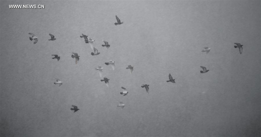 CHINA-BEIJING-SNOWFALL (CN)