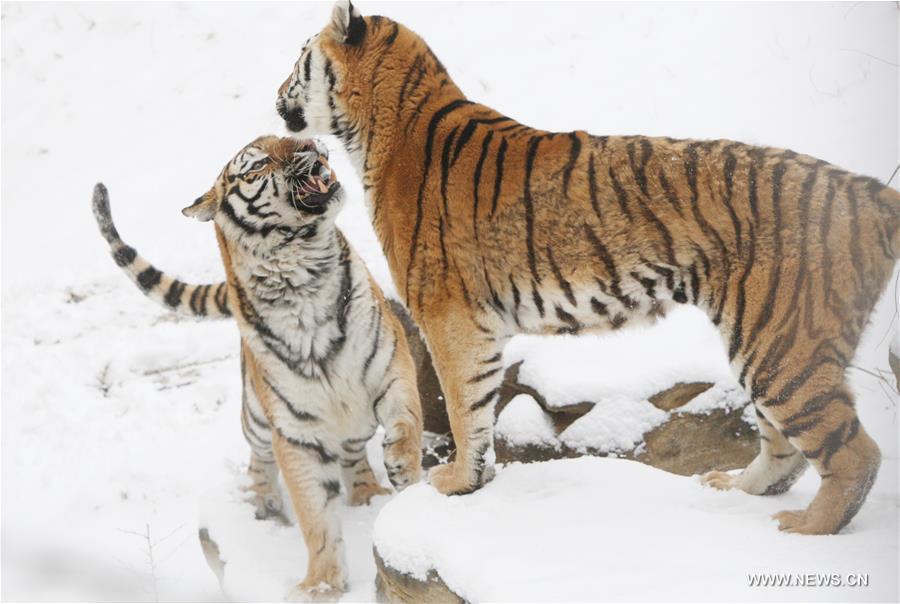 #CHINA-SHANDONG-YANTAI-SIBERIAN TIGER (CN)