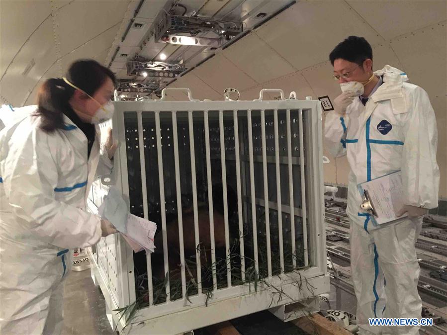 CHINA-CHENGDU-GIANT PANDA-BAO BAO-ARRIVAL (CN)