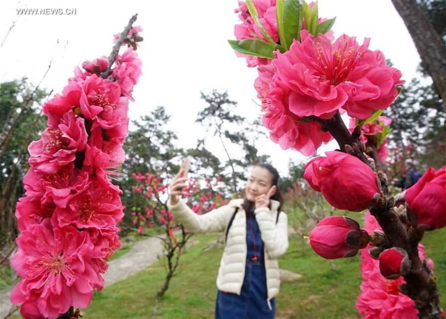 CHINA-NANNING-PLUM FLOWERS (CN)