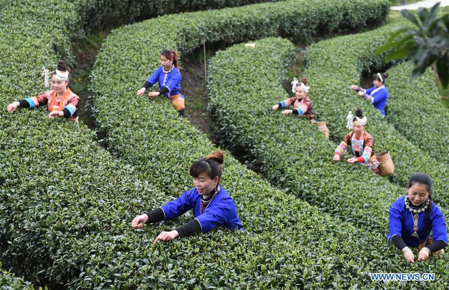 CHINA-GUANGXI-SANJIANG-TEA PICKING (CN)