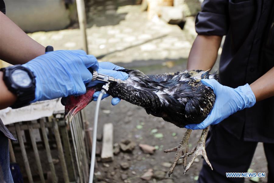 INDONESIA-WEST JAVA-BIRD FLU