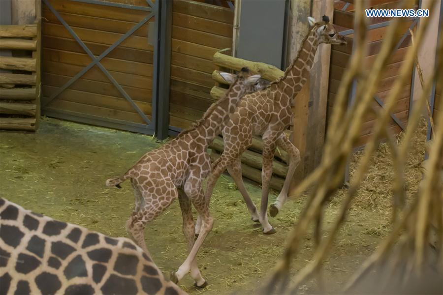 Two baby giraffes which were born on Feb. 15, 2017 are seen at Budapest Zoo in Budapest, Hungary, on Feb. 24, 2017.