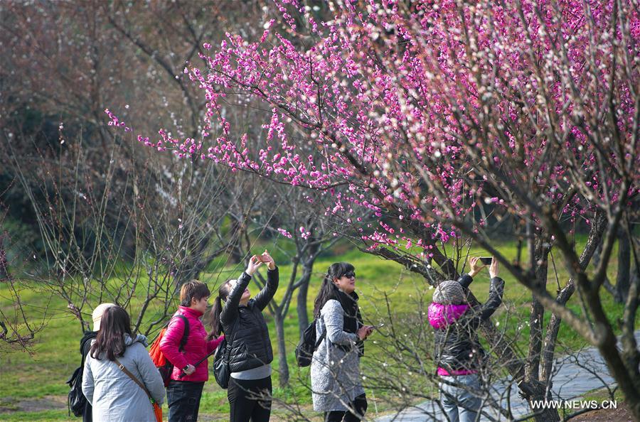 CHINA-WUHAN-PLUM BLOSSOMS (CN)