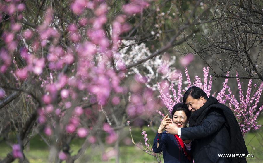 CHINA-WUHAN-PLUM BLOSSOMS (CN)