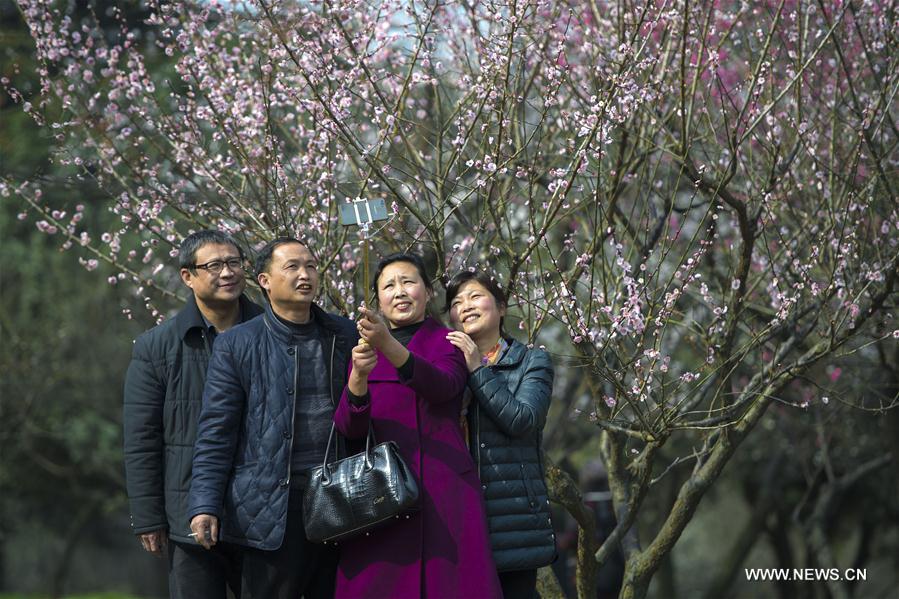 CHINA-WUHAN-PLUM BLOSSOMS (CN)