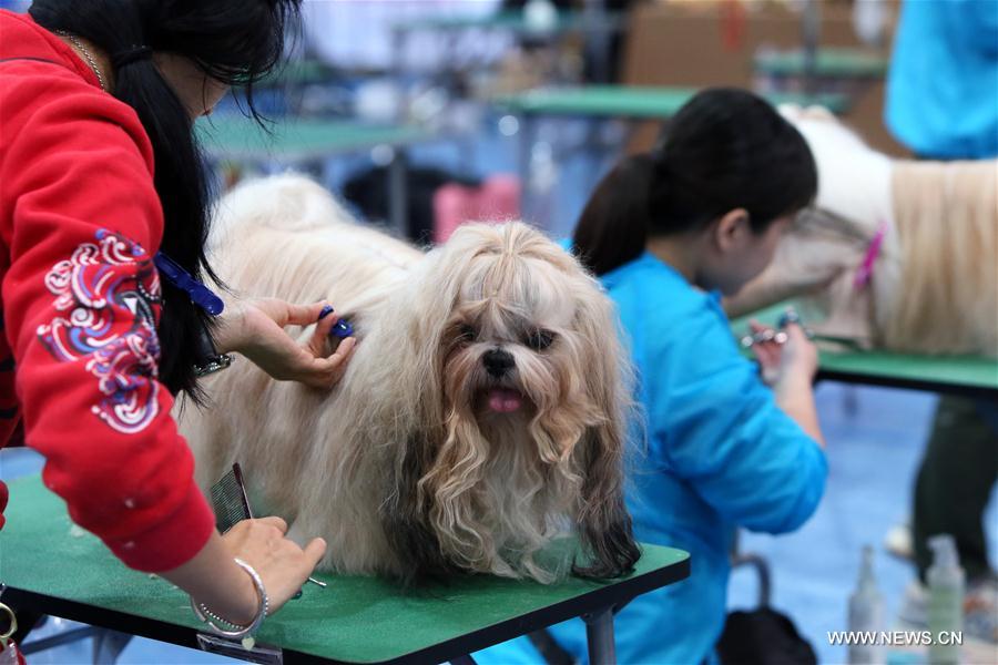 A pet beautician works in a dog beauty contest during the 2017 Pet Show at the Convention and Exhibition Center in Hong Kong, south China, Feb. 25, 2017.