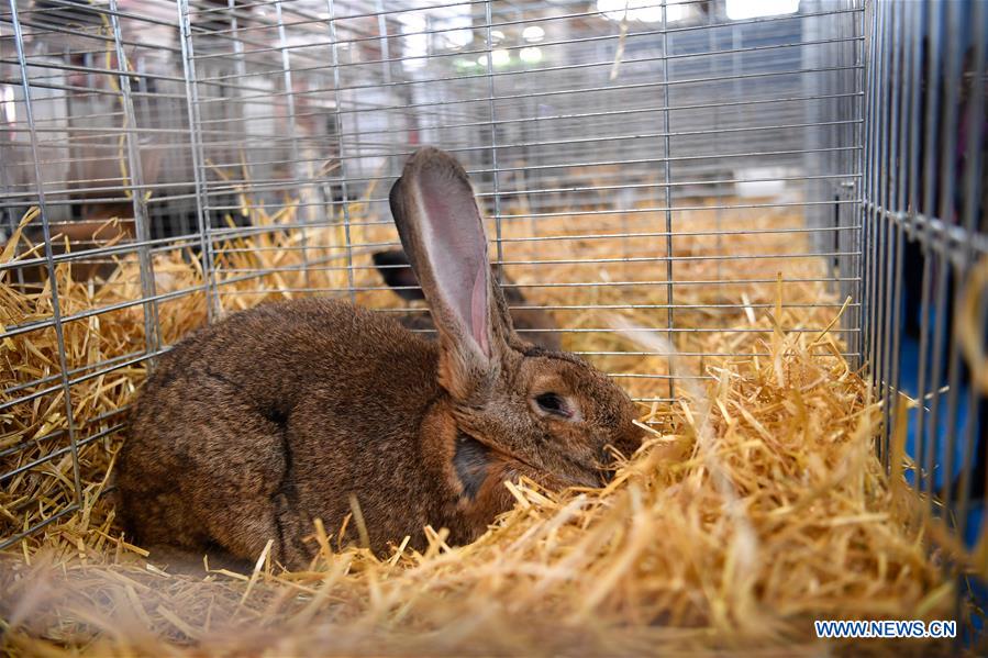 FRANCE-PARIS-2017 PARIS INTERNATIONAL AGRICULTURE SHOW