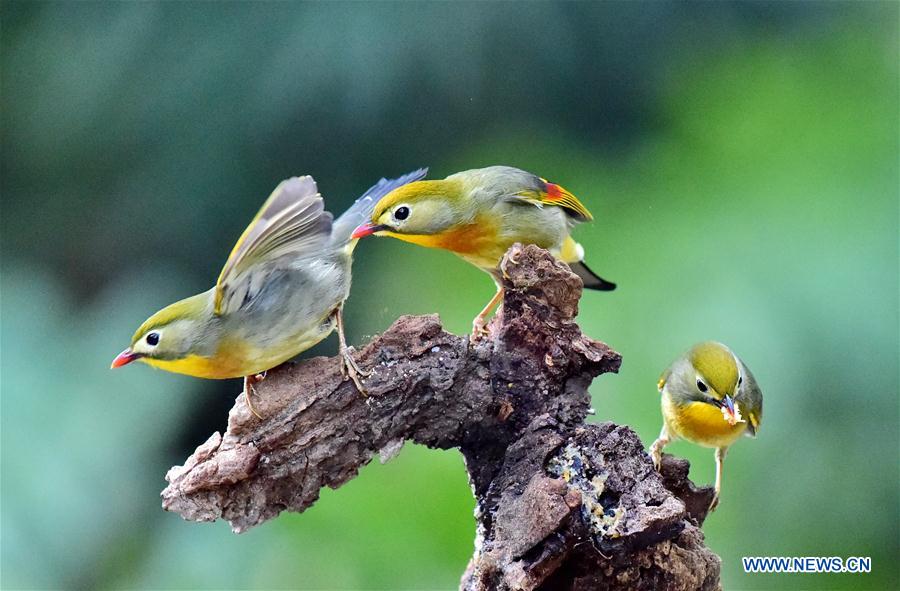 CHINA-FUZHOU-LEIOTHRIX (CN)