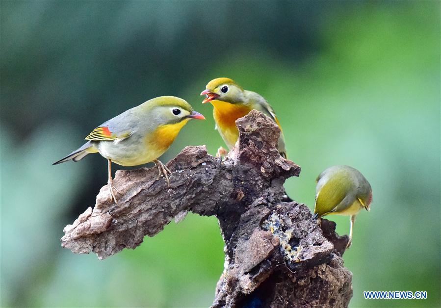 CHINA-FUZHOU-LEIOTHRIX (CN)