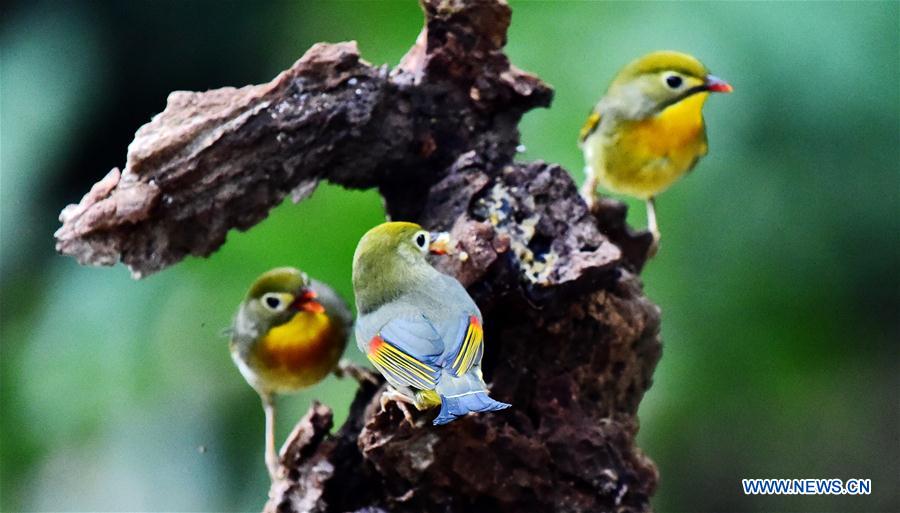 CHINA-FUZHOU-LEIOTHRIX (CN)