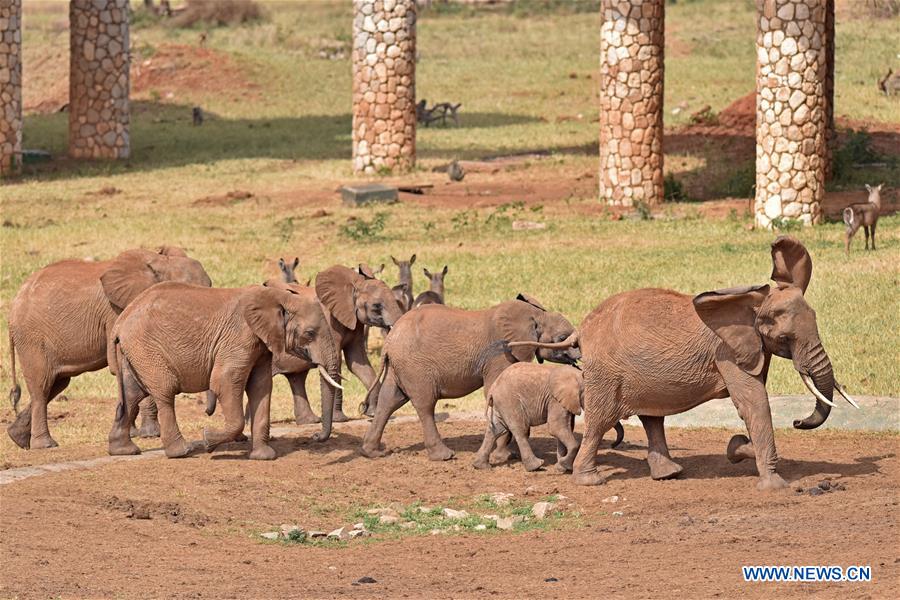 KENYA-VOI-ENVIRONMENT-MAMMALS-CENSUS-PROTECTION