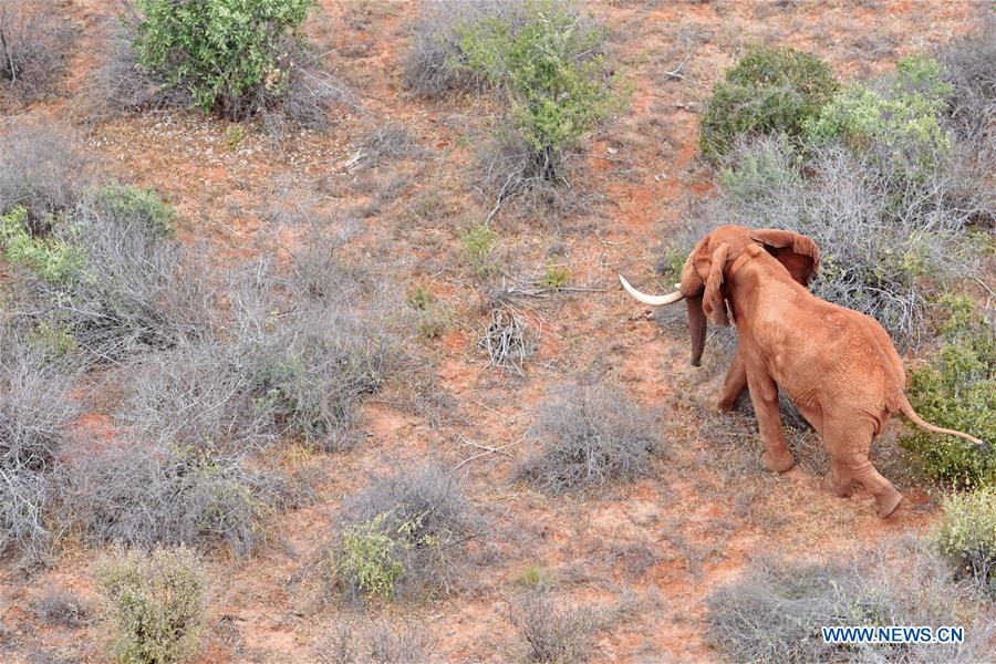 KENYA-VOI-ENVIRONMENT-MAMMALS-CENSUS-PROTECTION